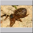 Euophrys frontalis - Springspinne 01a 4mm Sandgrube.jpg